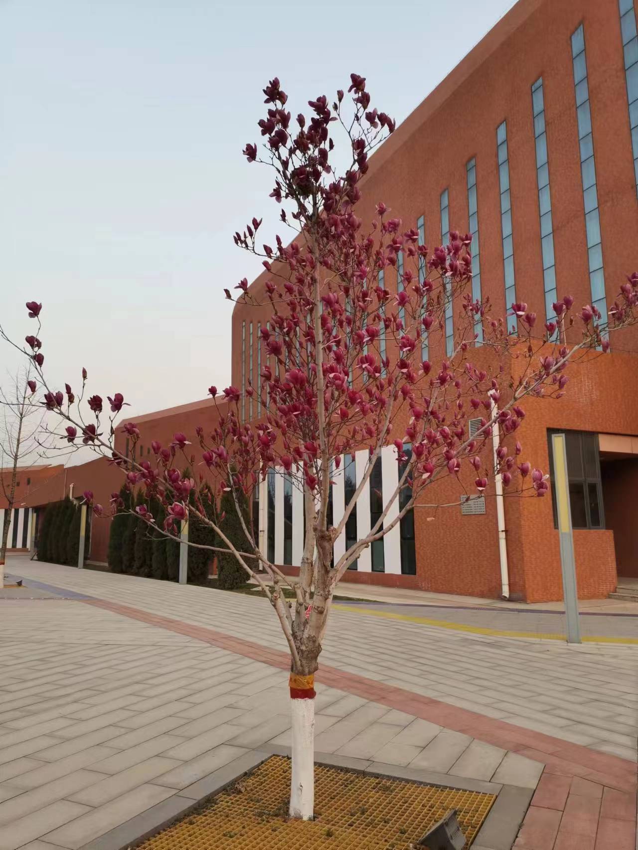 河北传媒学院图片