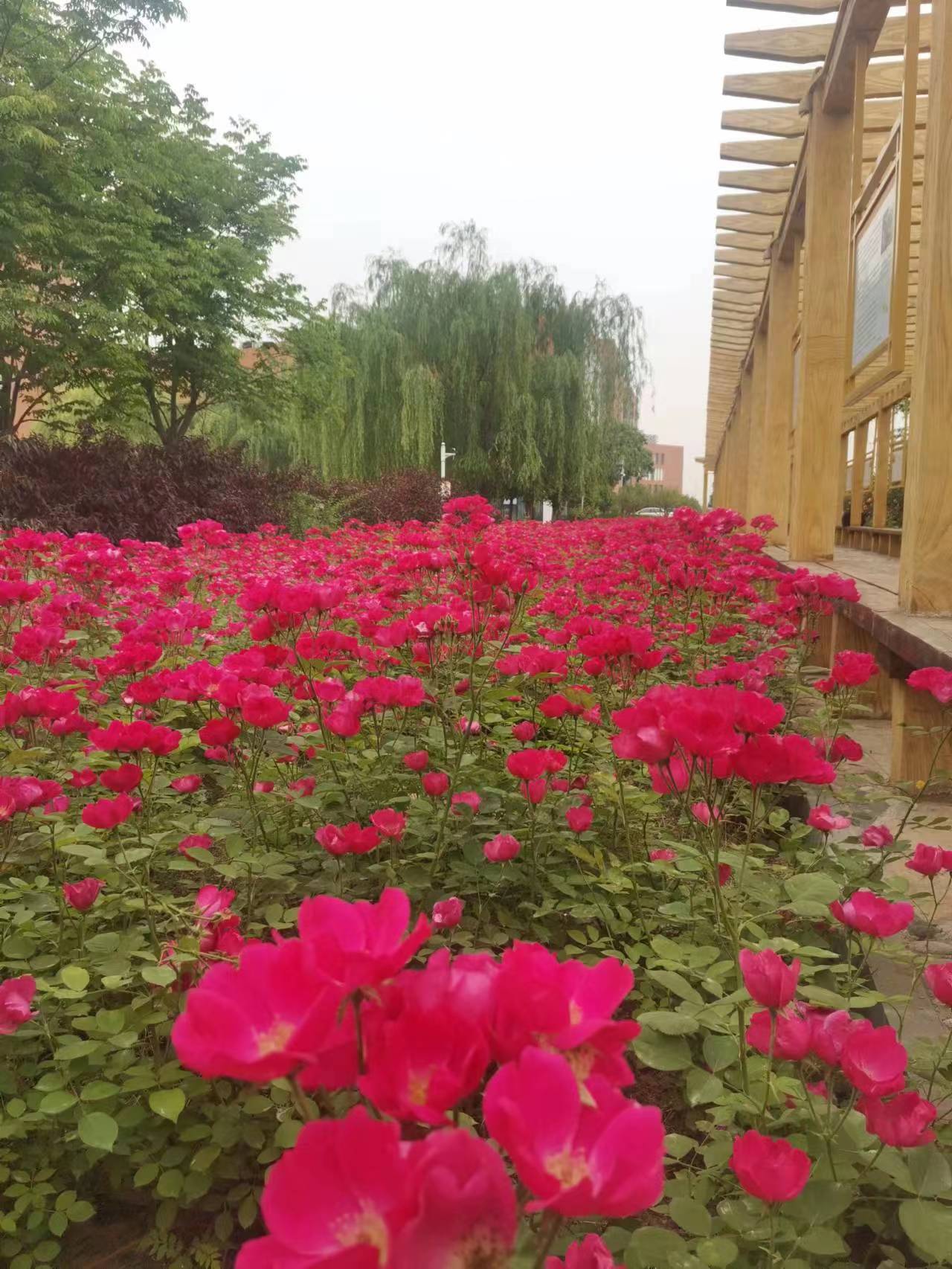 河北传媒学院图片